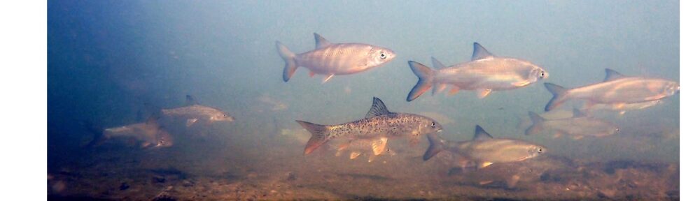 Wehrsenkungen für die Fische in der Nidda: Projekte Meerforelle, Nase und Fischwanderung